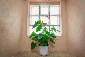 Dila apartment - Jurandvor