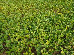 Новая квартира с выходом к бассейну