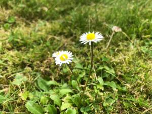 Maisons de vacances Daisy Cottage with seasonal Swimming Pool : photos des chambres