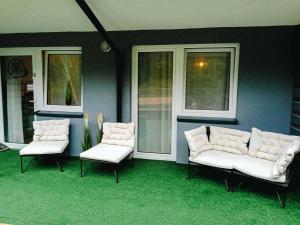 Róża Wiatrów Leśny Klif