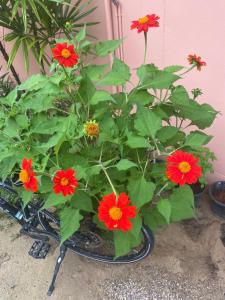 Green Tree Cottage 1