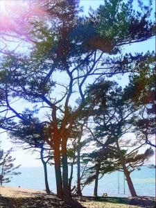 CampOloHel- przyczepa kempingowa