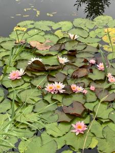 Viesu māja Rāzna - Pirts