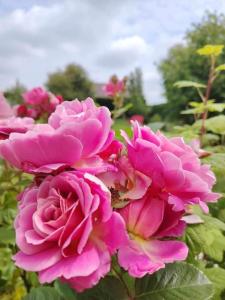 Le Jardin des Lacs Gîte Nature et SPA