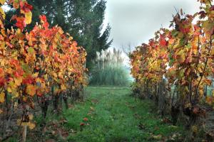 B&B / Chambres d'hotes Chambres d-hotes de charme dans un vignoble : photos des chambres