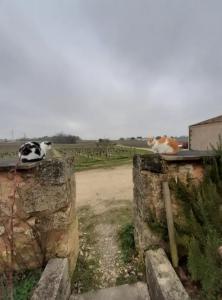 B&B / Chambres d'hotes Chambres d-hotes de charme dans un vignoble : photos des chambres