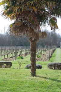 B&B / Chambres d'hotes Chambres d-hotes de charme dans un vignoble : photos des chambres