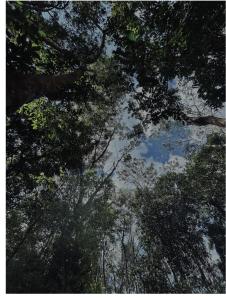 4 Bedroom Jungle Villa