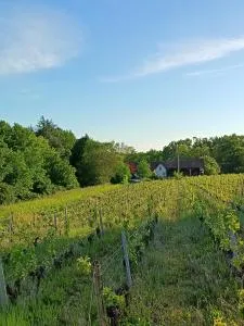 Gîte au milieu des vignes - Les Bucherons