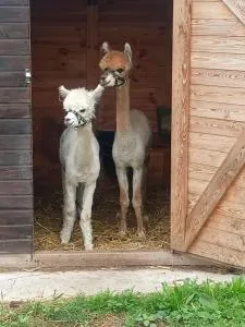Malinowy Gaj - Agroturystyka z alpakami i innymi zwierzętami - 斯皮科沃