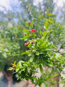 Villa Intini Casa Vacanze