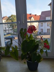 Apartament na Klodzkiej