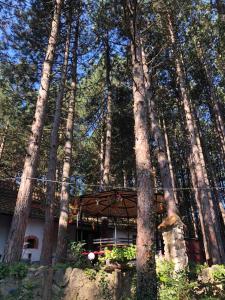 Apartman medju borovima 2