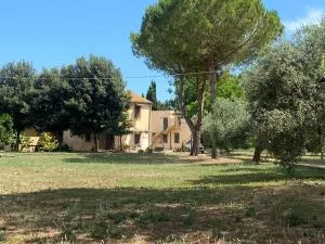 Adamasseria - Collecorvino