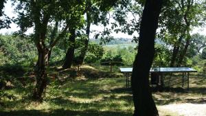 Tölgyes Lak, Pálköve