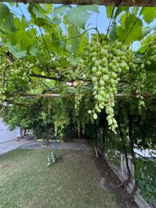 Valentinas Garden