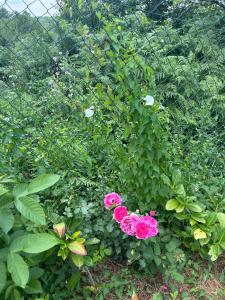 Kosmaj Ruža vetrova