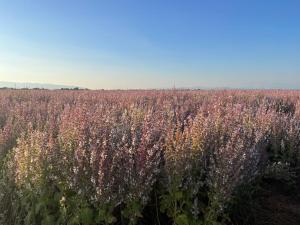 Appartements Provence Sweet Home : photos des chambres