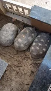 Casa de Caxias Numero 3 - 卡希亚斯公爵城