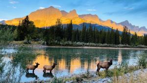 #304 Mountain View 1BR in Canmore DT
