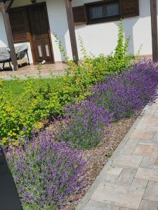 Cinege VendeghazCasa de oaspeți Pițigoi