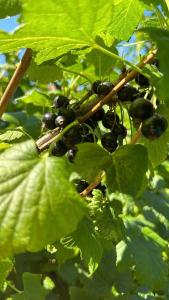 Cinege VendeghazCasa de oaspeți Pițigoi