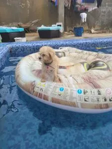 The White House in Yassa - Yapoma