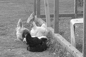 Ekebacken Gård & Mc-camping