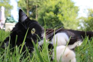 La cabane au bain perché