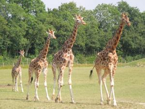 Appartements Le Loft : photos des chambres