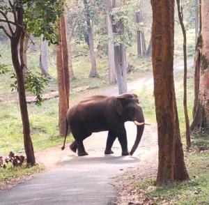 Wayanad Kuruva Isles Jungle Resort