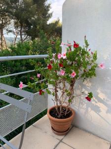 Appartements Appartement duplex la Ciotat : photos des chambres