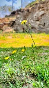 Hill Halt - Jageshwar