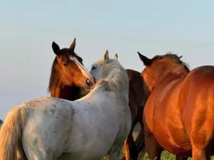 La Tiny Alchimiste by Tiny Away - Tronget