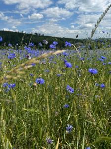 ApartmanyVrbno Aktiv