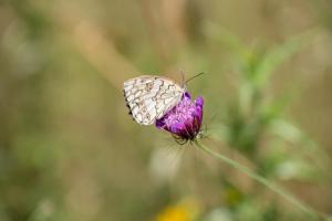 Galini Vines - Authentic Corfu village life WiFi AC