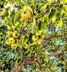 Casa dei Frutti di Ostuni