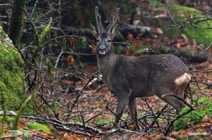 HAGAH Alojamentos - Gerês