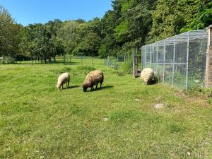 B&B / Chambres d'hotes Les Mariniers Chambres d'Hotes a la campagne avec aire de jeux - Spa nordique en option : photos des chambres