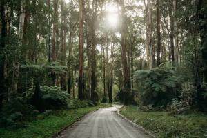 Luxury Treetop Escape with a Garden glasshouse