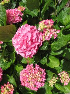 B&B / Chambres d'hotes Le Jardin a Mordreuc : photos des chambres