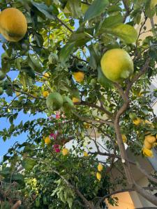 Apartment Napitia Hills