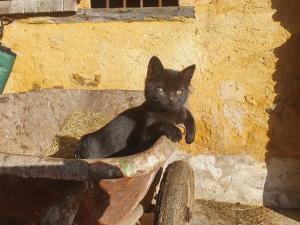 B&B / Chambres d'hotes Ferme equestre & Chambres d'hotes Gateau Stables proche Guedelon : photos des chambres