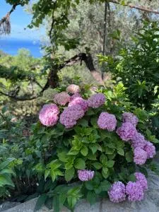 Uzeiri’s Houses - Qeparoi i Sipërm