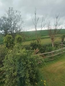 Rabbit views