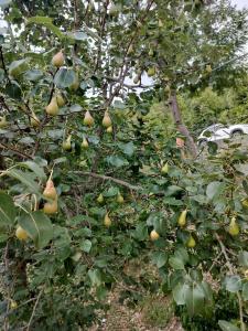 Ekantha Homestays & Resorts