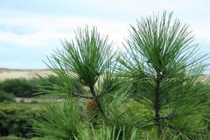 Charmant chalet en bois