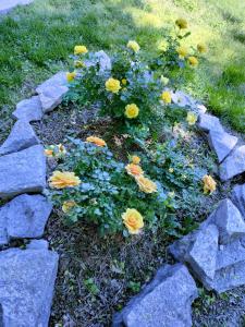 Golden Sunflowers Apt E