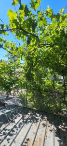 Old Town Italian Courtyard