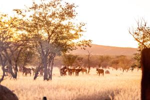 Ohorongo Safari Lodge